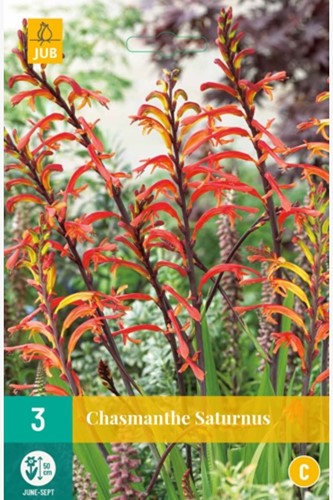 Chasmanthe floribunda Saturnus - African flag