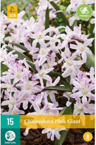 Chionodoxa forbesii Pink Giant - Glory-of-the-snow