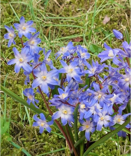 Chionodoxa Lucilea