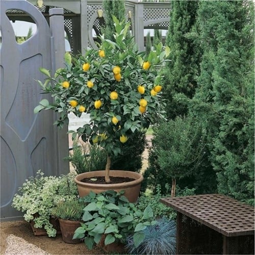 Lemon Tree - Citrus limon