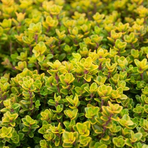 Lemon Thyme Aureus - Thymus citriodorus