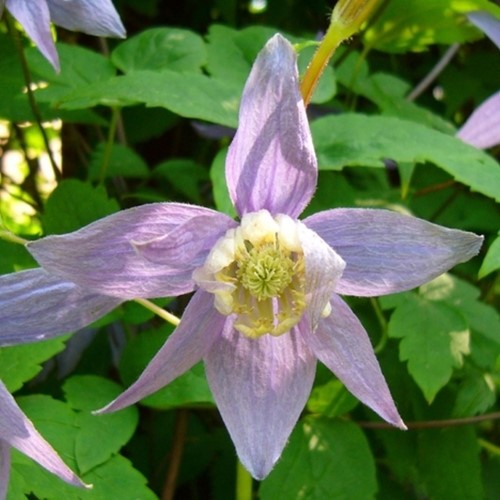 Clematis Macropetala - Downy Clematis
