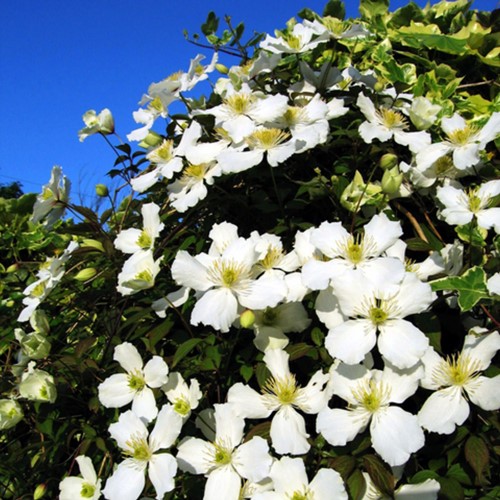Clematis Montana Grandiflora - Mountain Clematis