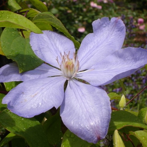 Clematis Mrs. Cholmondeley