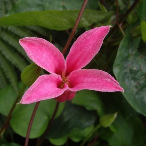 Clematis texensis Princess Diana - Scarlett Leather Flower