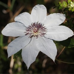 Clematis Snow Queen