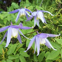 Clematis Alpina - Alpine Clematis