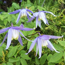 Clematis Alpina - Alpine Clematis