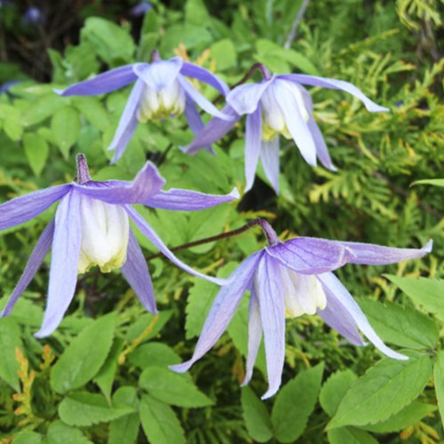 Clematis Alpina - Alpenbosrank