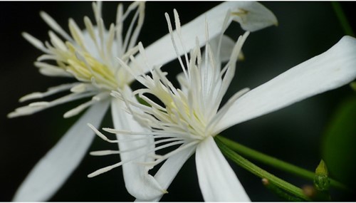 Clematis Alpina Albina Plena - Alpine Clematis