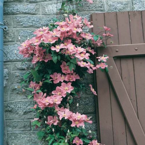 Clematis Comtesse de Bouchard - Pink