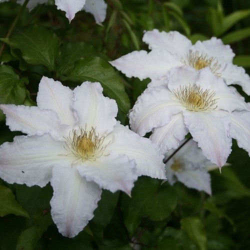 Clematis Gladys Picard
