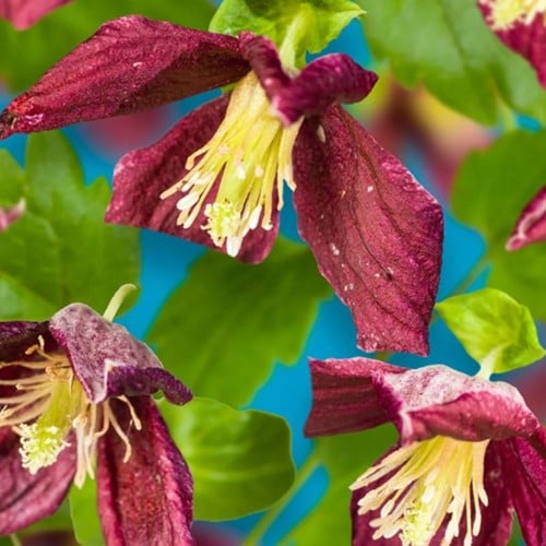 Clematis cirrhosa Landsdowne Gem