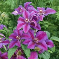 Clematis Mrs. N. Thompson - Bicolour