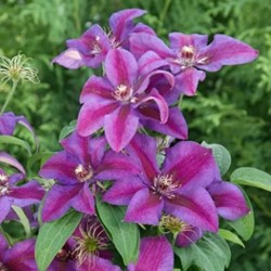 Clematis Mrs. N. Thompson - Bicolour