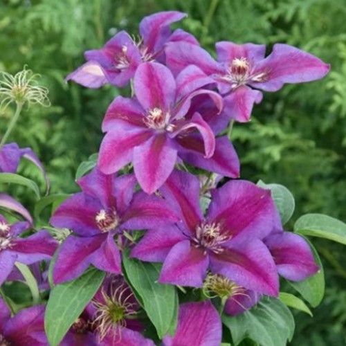 Clematis Mrs. N. Thompson - Bicolour