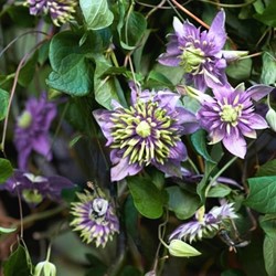 Clematis Taiga