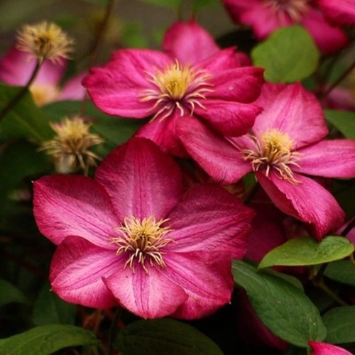 Clematis Ville de Lyon