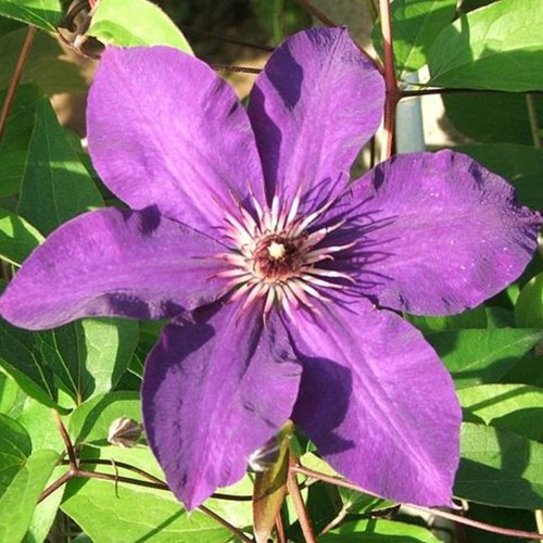 Clematis Warszawska Nike