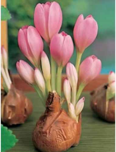 Colchicum The Giant - Autumn crocus