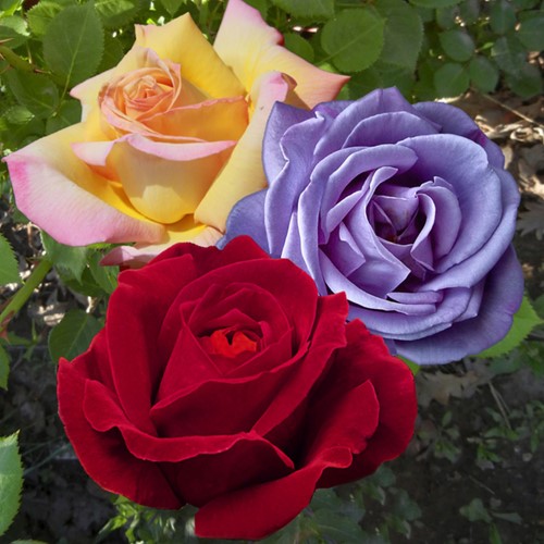 Collection Largeflowering Roses Perfumed - Rosa