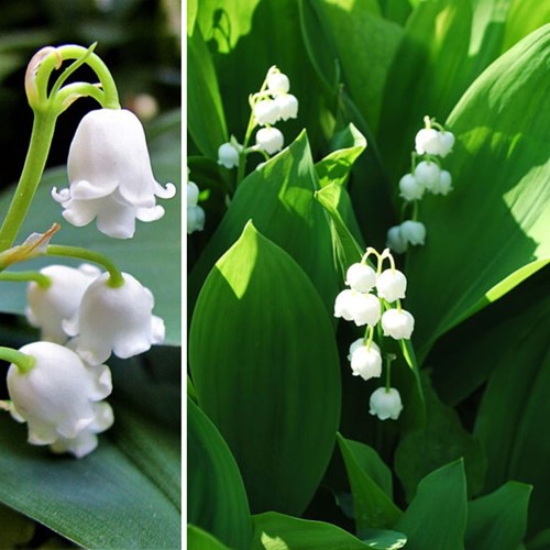 Convallaria White- Lily of the Valley
