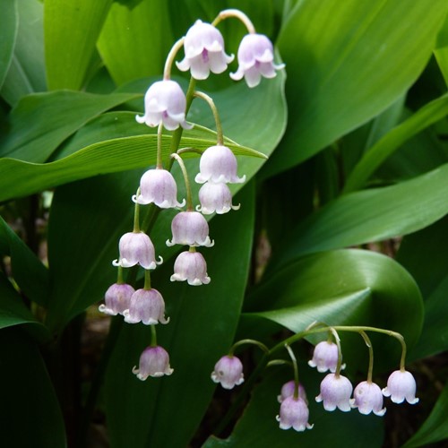 Lily of the Valley Pink - Convallaria Majalis