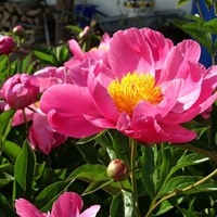 Paeonia Coral Sunset  - Peony