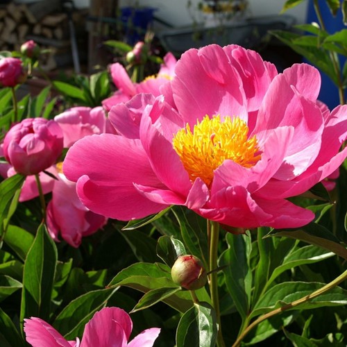 Paeonia Coral Sunset  - Peony