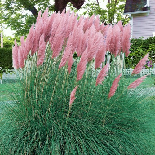 Cortaderia Selloana Pink Feather - Pampas Grass (6-pack)