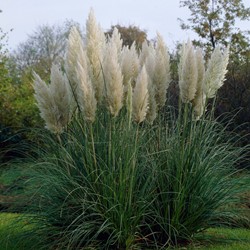 Pampas grass white Pumila - Cortaderia selloana
