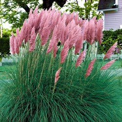 Cortaderia Selloana Pink Feather - Pampas Grass (6-pack)