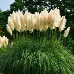 Cortaderia Selloana White Feather (Six-pack)