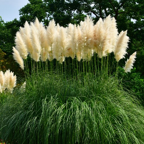 Cortaderia Selloana White Feather - Pampas Grass