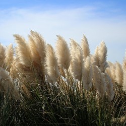 Pampas Grass White - Cortaderia selloana