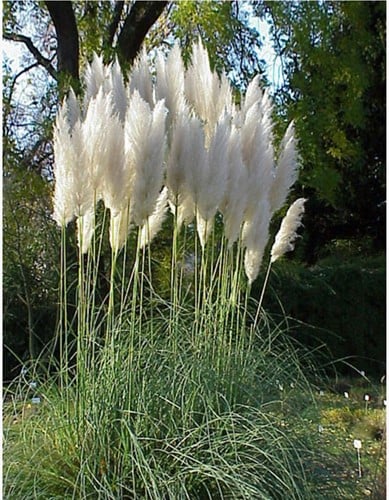 Pampas grass white Pumila - Cortaderia selloana