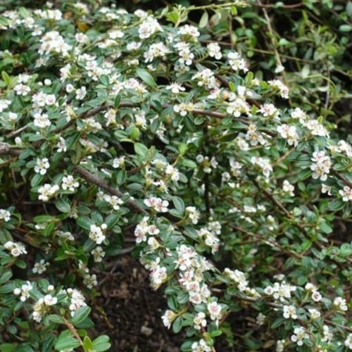 Cotoneaster dammeri - Bearberry