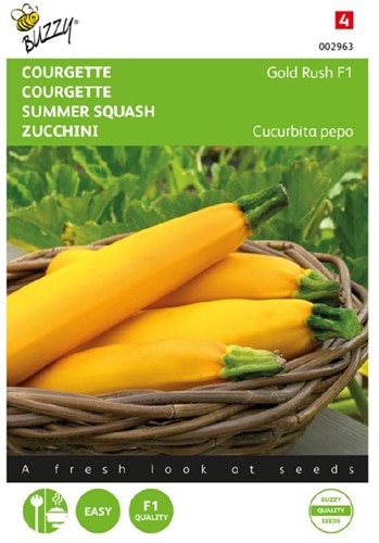 Courgette Gold Rush F1 - Cucurbita pepo