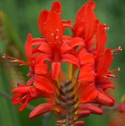 Montbretia Lucifer - Crocosmia - Montbretia (Container Plant)