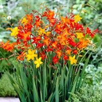 Crocosmia Mix - Montbretia