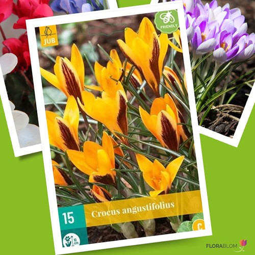 Crocus angustifolius - Cloth-of-gold Crocus