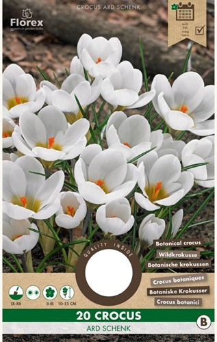 Crocus Ard Schenk