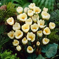Krokus Cream Beauty - Crocus