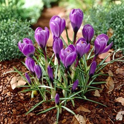 Krokus Grand Maitre - Crocus