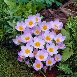 Krokus Rosalind - Crocus etruscus