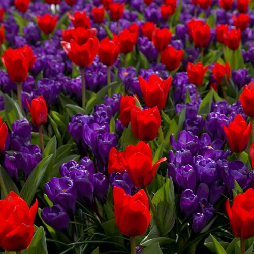 Tulp & Krokus Mix - Tulipa et Crocus