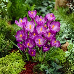 Krokus Flower Record - 30 Crocus (promo pack)