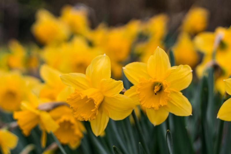 Planting daffodil bulbs - planting instructions