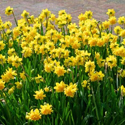 Daffodil Tete bouclé - Narcissus