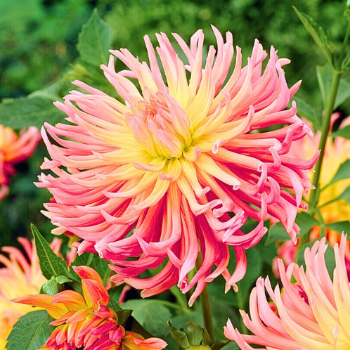 Dahlia Alfred Grille